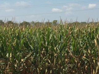 Property photo 16 - PRIME LAND AUCTION - 244+/- ACRES OFFERED IN 4 TRACTS IN UNION CO., IN & PREBLE CO., OH